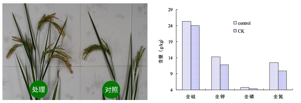 領先生物解硅菌劑助力水稻提質(zhì)增收